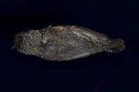 紅胸啄花鳥藏品圖，第8張